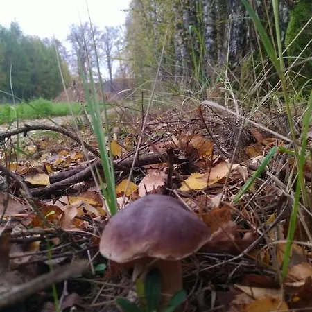 Bukowa Ostoja Διαμέρισμα *