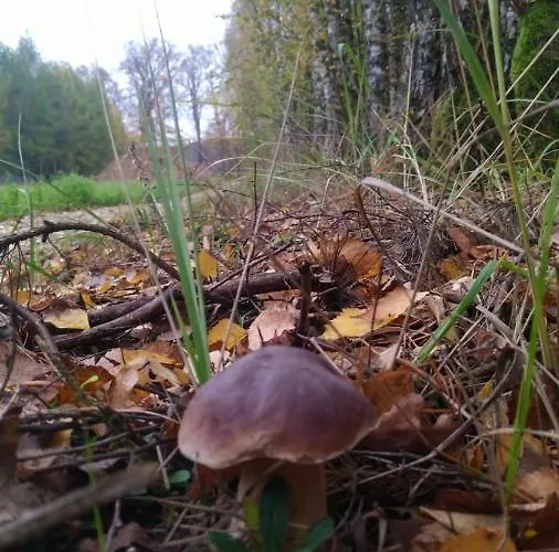 Bukowa Ostoja Apartman *